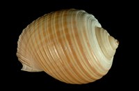 藏品(褐鶉螺)的圖片